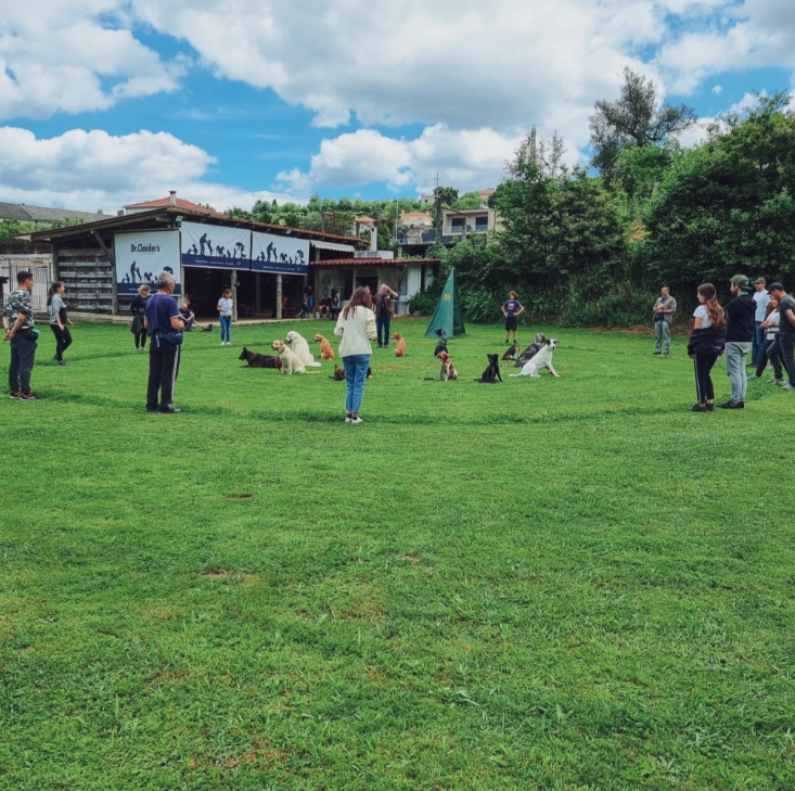 Curso de Obediência